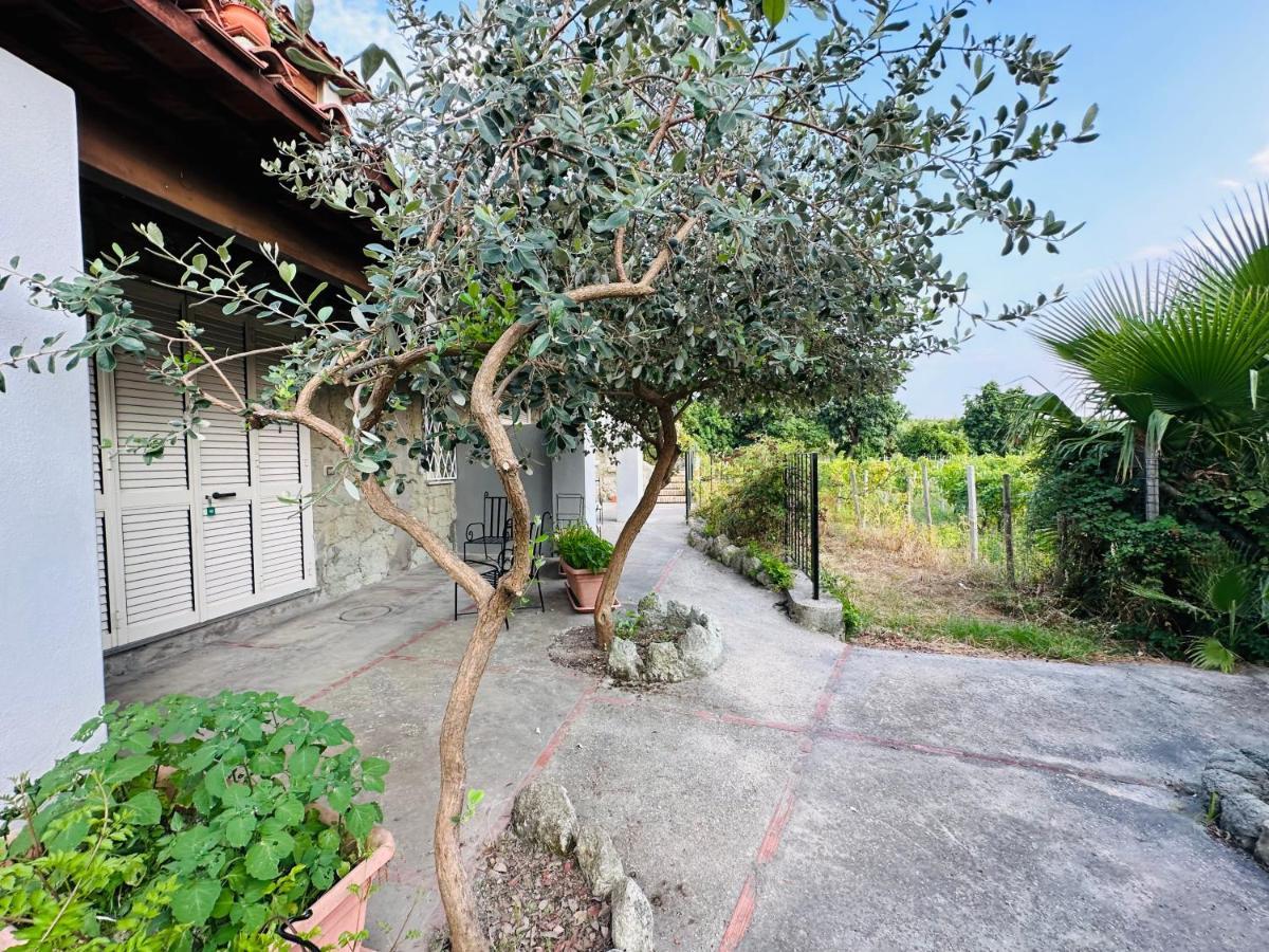 Il Vitigno Di Dioniso Hotel Forio di Ischia Exterior foto